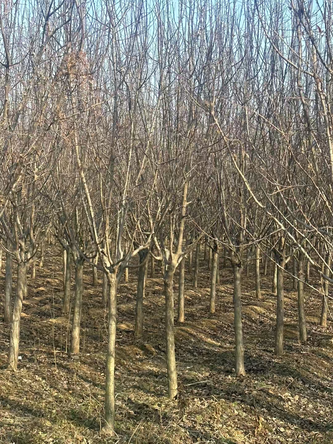 绚丽海棠(malus'radiant)是蔷薇科,苹果属北美海棠的栽培品种.