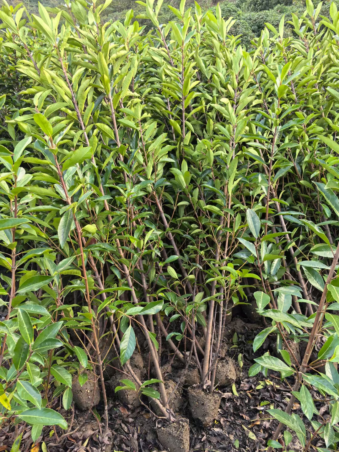 法国冬青,学名为viburnum odoratissimum,别名珊瑚树,日本珊瑚树,早禾