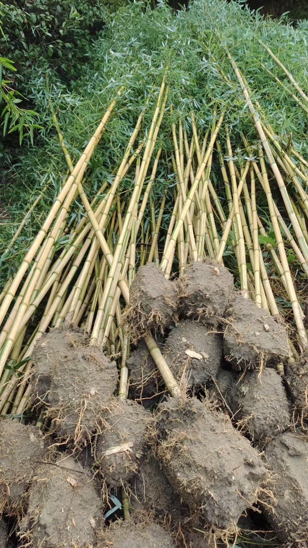 贵妃竹的介绍及图片图片