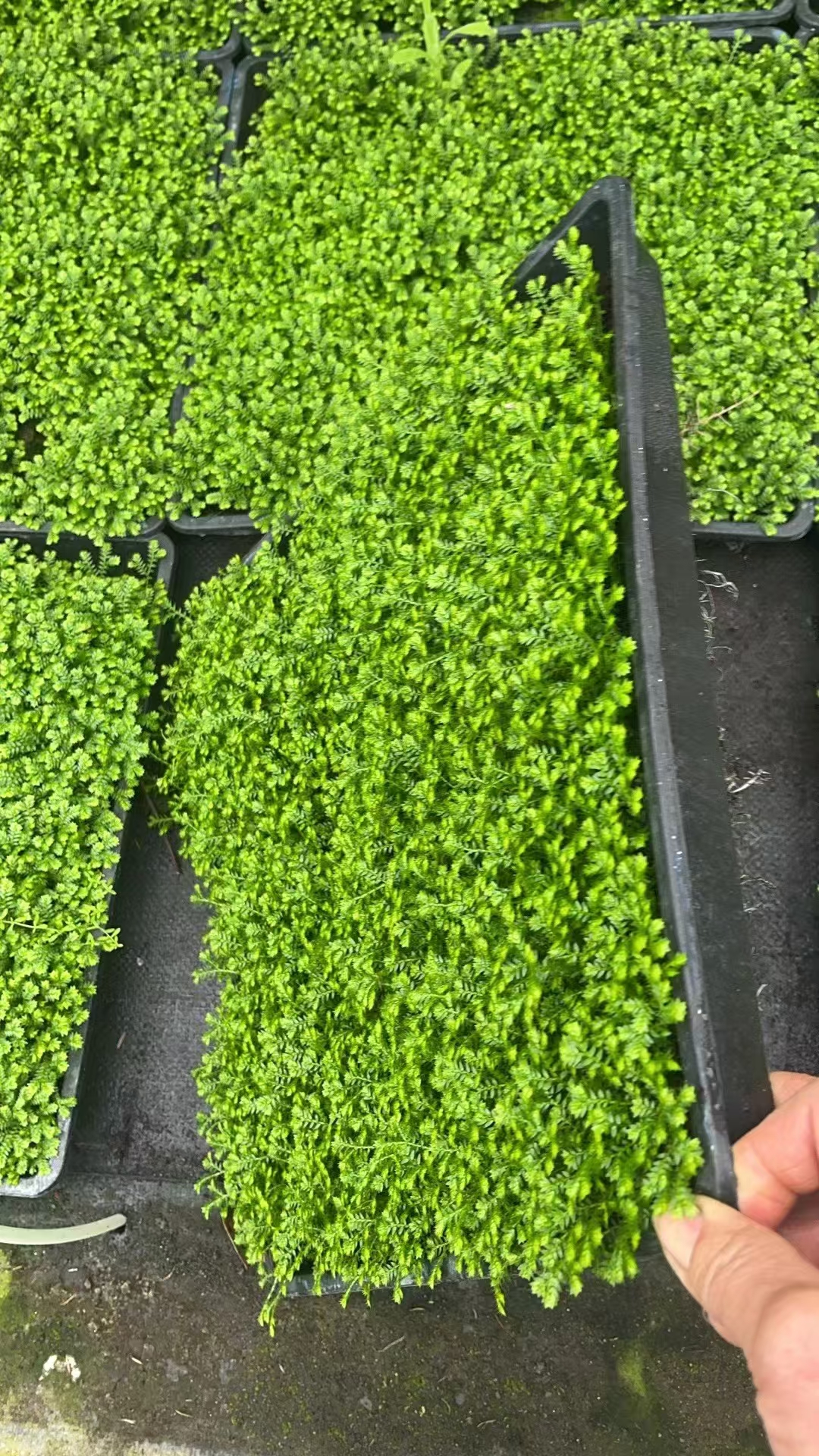 情人草:爱情与浪漫的象征