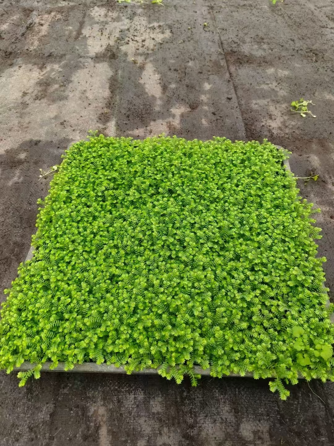 情人草:爱情与浪漫的象征