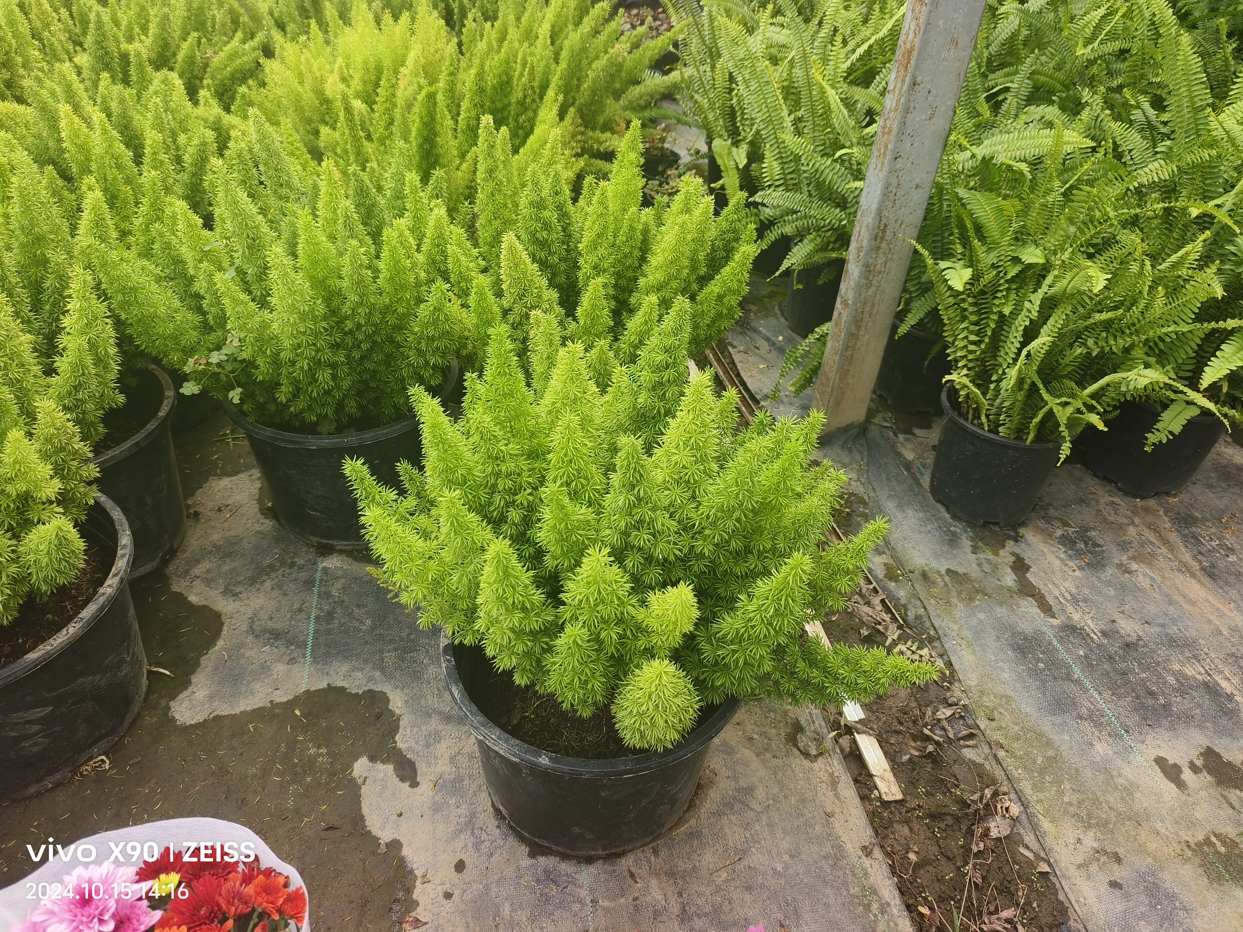 狐尾天门冬(asparagus densiflorus myersii)是一种观赏性极高的