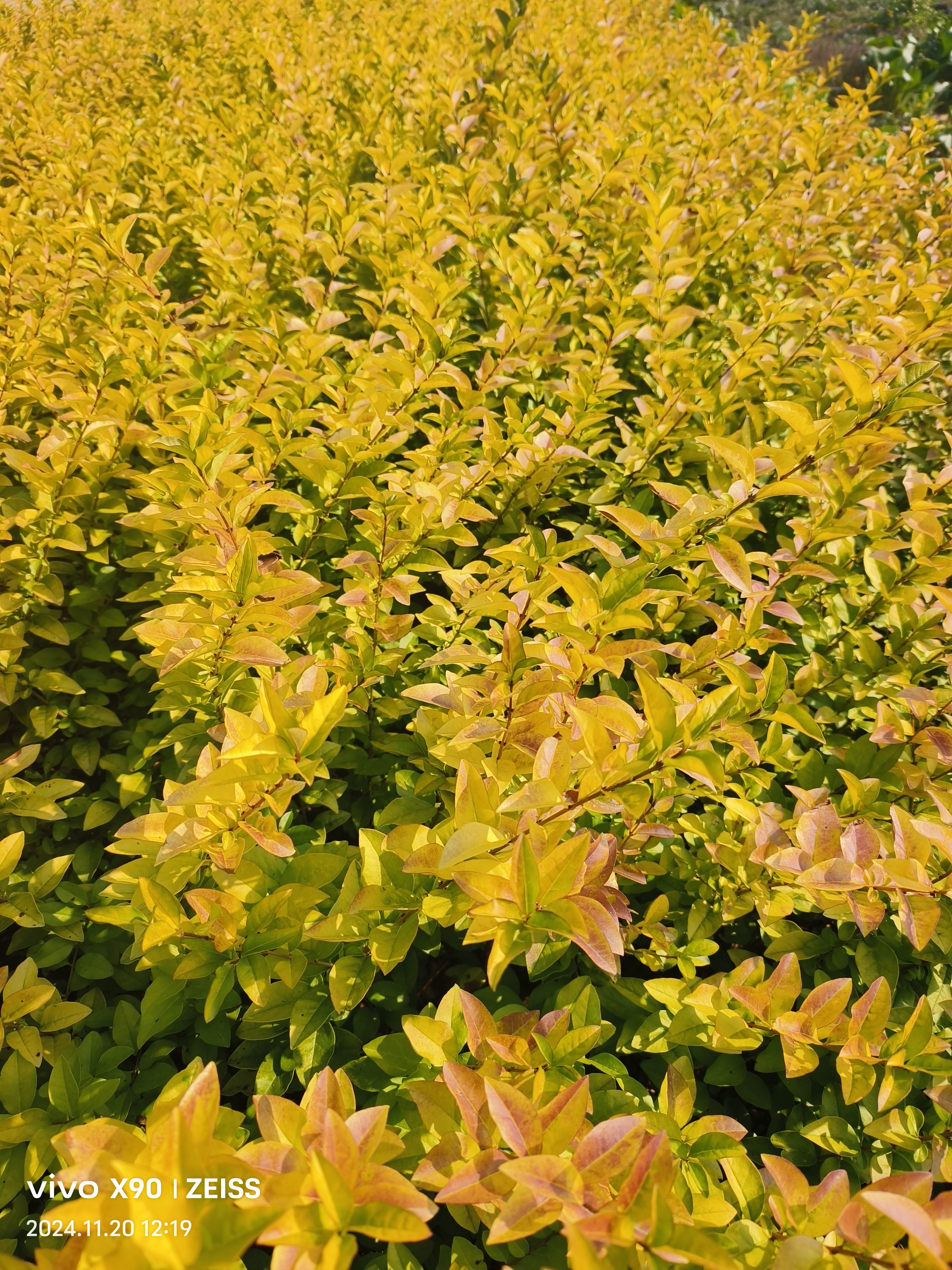 金叶女贞(学名:ligustrum × vicaryi rehder),是一种落叶灌木,属于