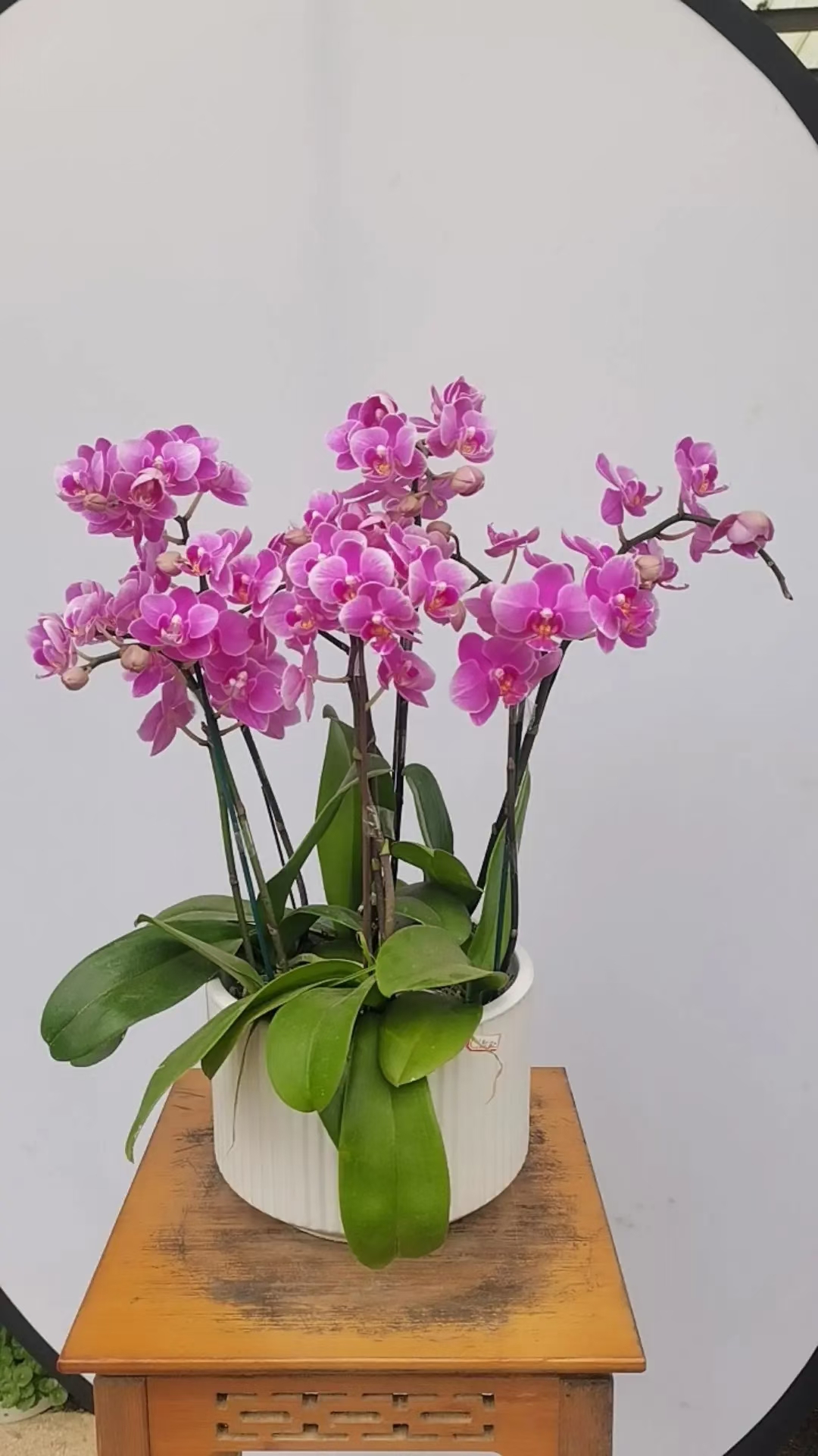 蝴蝶兰(学名:phalaenopsis aphrodite)属于兰科蝴蝶兰属,是一种多年生