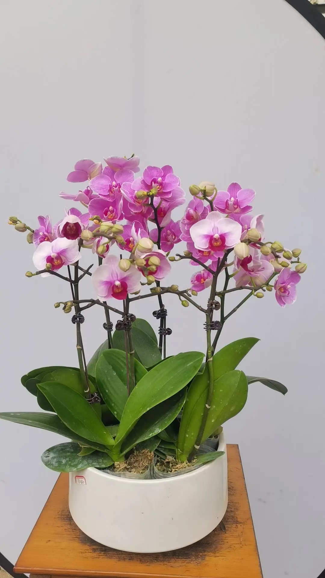 蝴蝶兰(学名:phalaenopsis aphrodite)属于兰科蝴蝶兰属,是一种多年生