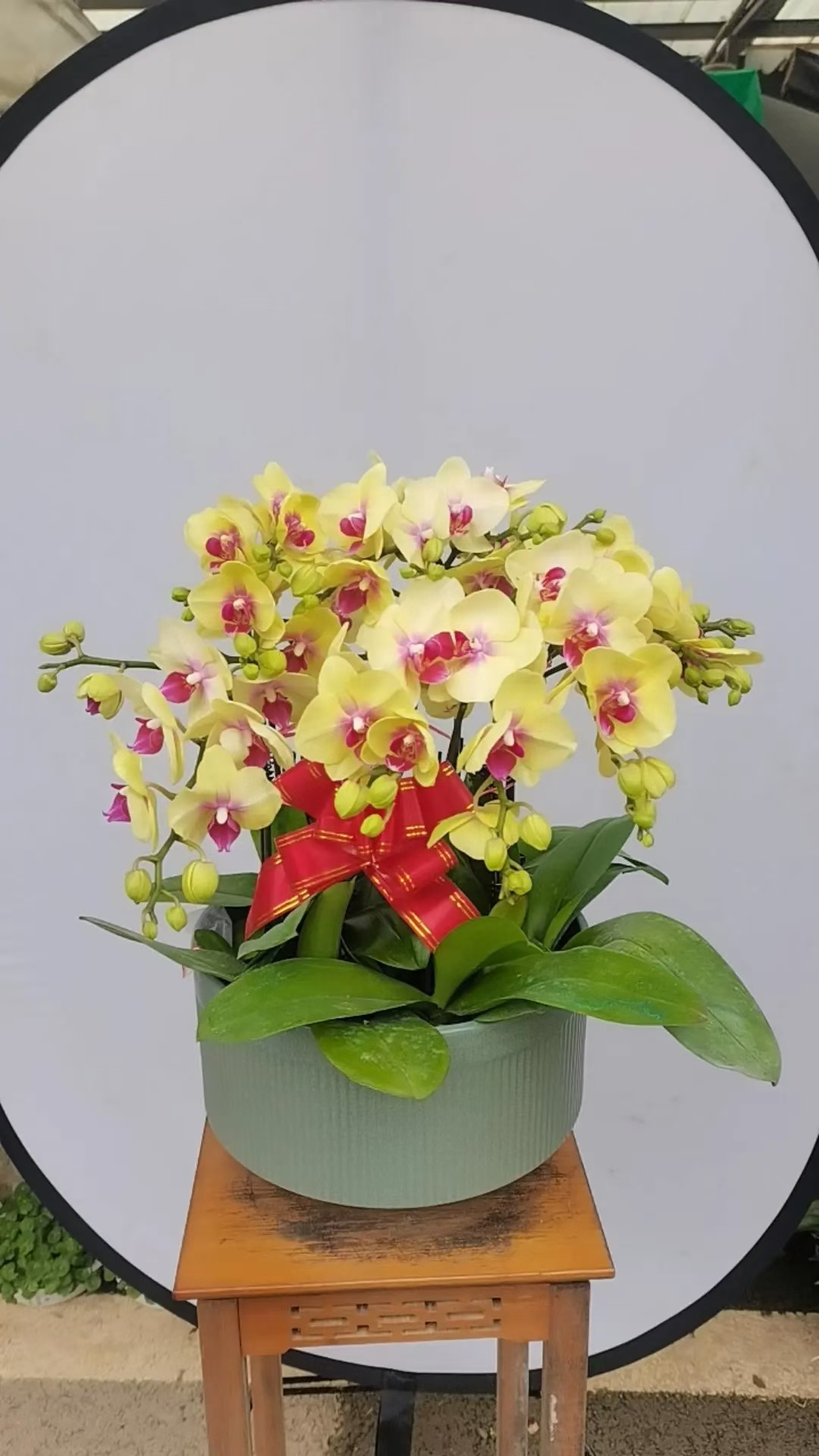 蝴蝶兰(学名:phalaenopsis aphrodite)属于兰科蝴蝶兰属,是一种多年生