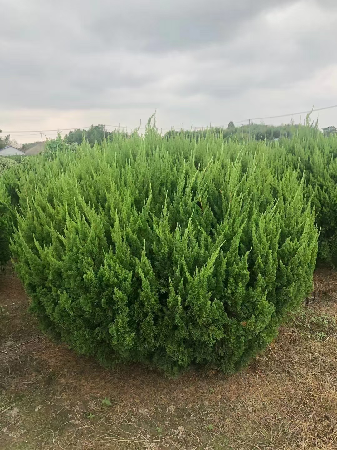 龙柏球是一种通过特定修剪和培育方式形成的常绿灌木,本质上是龙柏