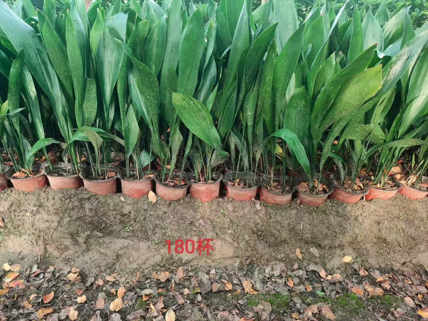 一叶兰,学名aspidistra elatior blume,别名包括蜘蛛抱蛋,大叶万年青