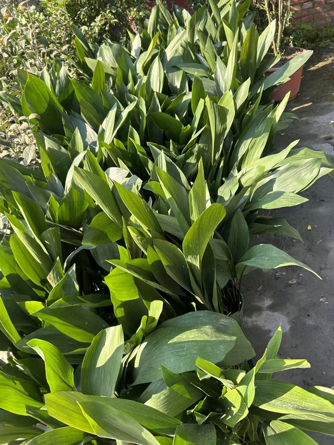 一叶兰,学名aspidistra elatior blume,别名包括蜘蛛抱蛋,大叶万年青
