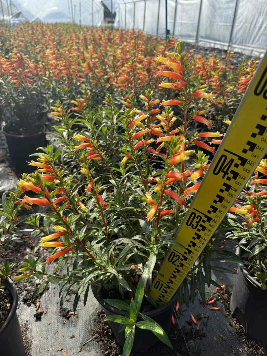 属于千屈菜科的萼距花属,是一种灌木或亚灌木状植物,通常高度在30至