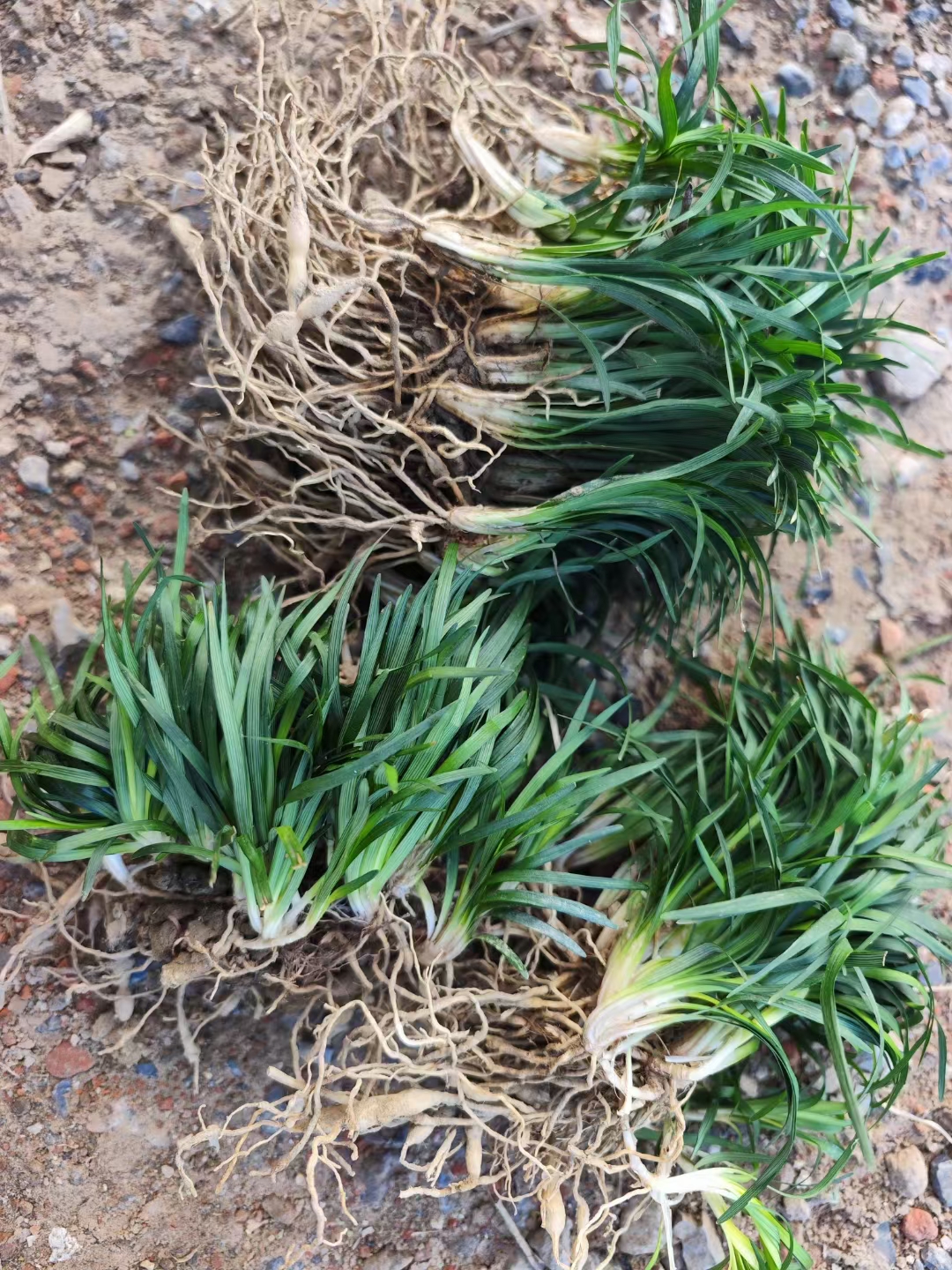 是一种属于天门冬科沿阶草属的多年生草本植物