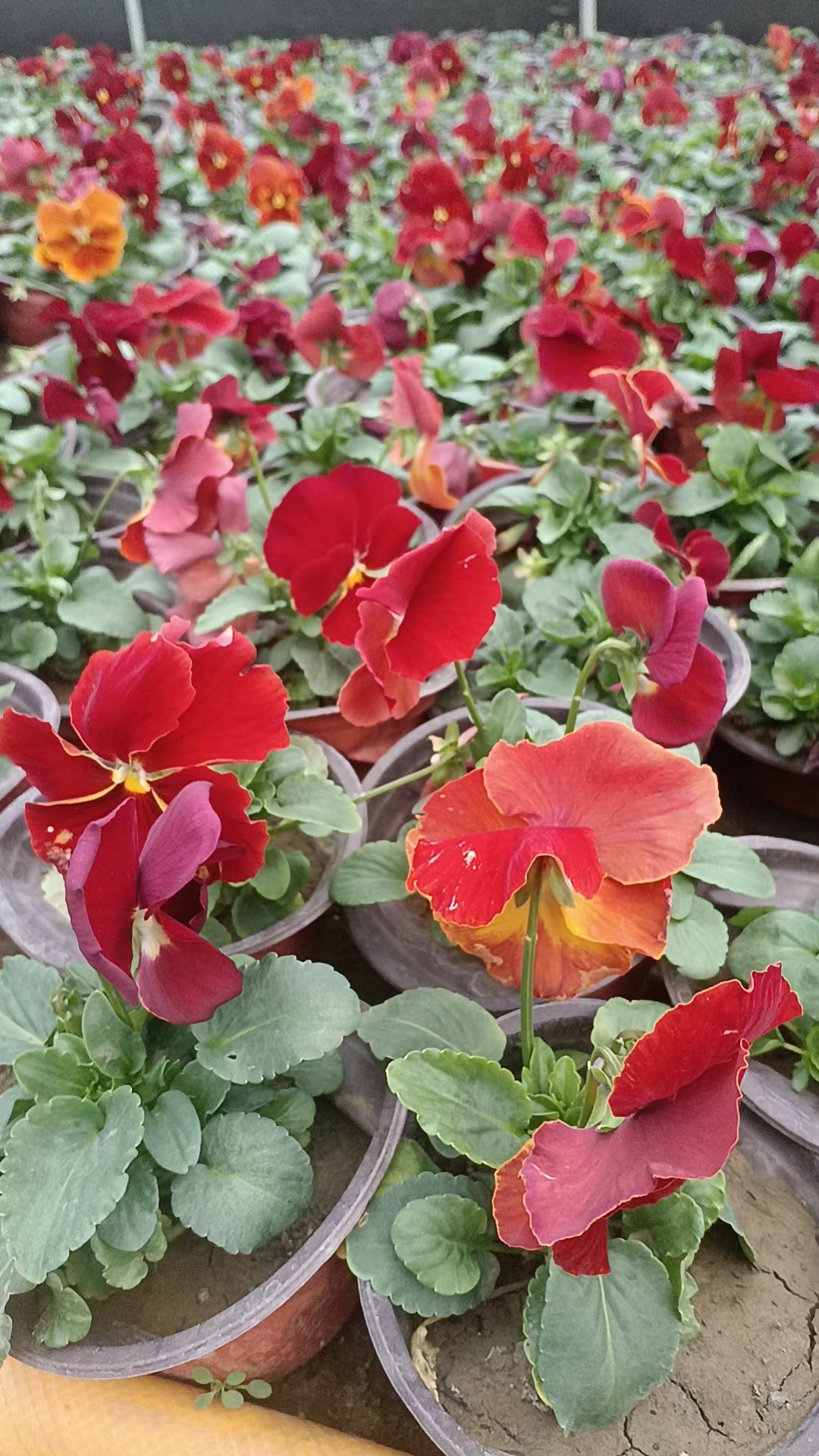 既可以是二年生也可以是多年生的草本花卉