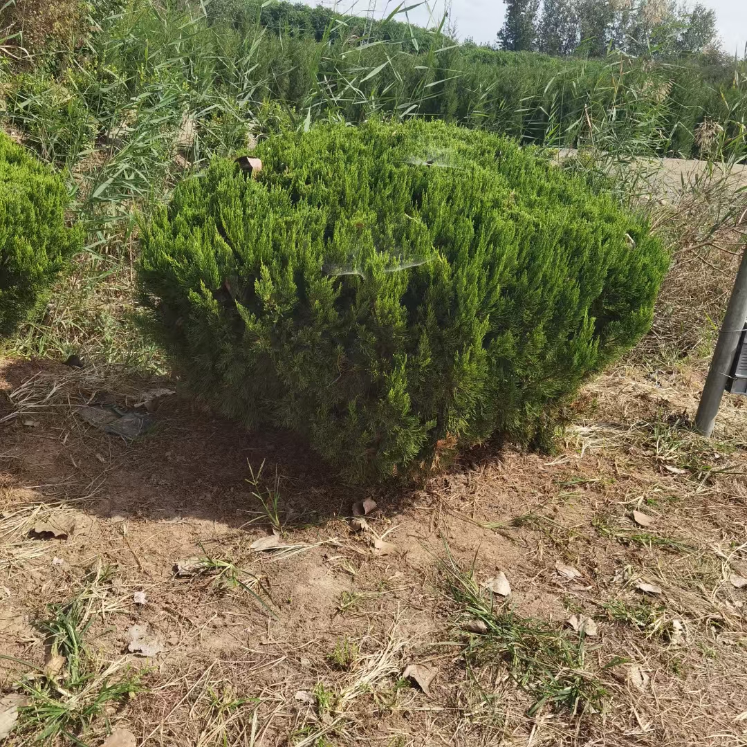 龙柏球是一种通过特定修剪和培育技术形成的观赏植物,它源自小乔木