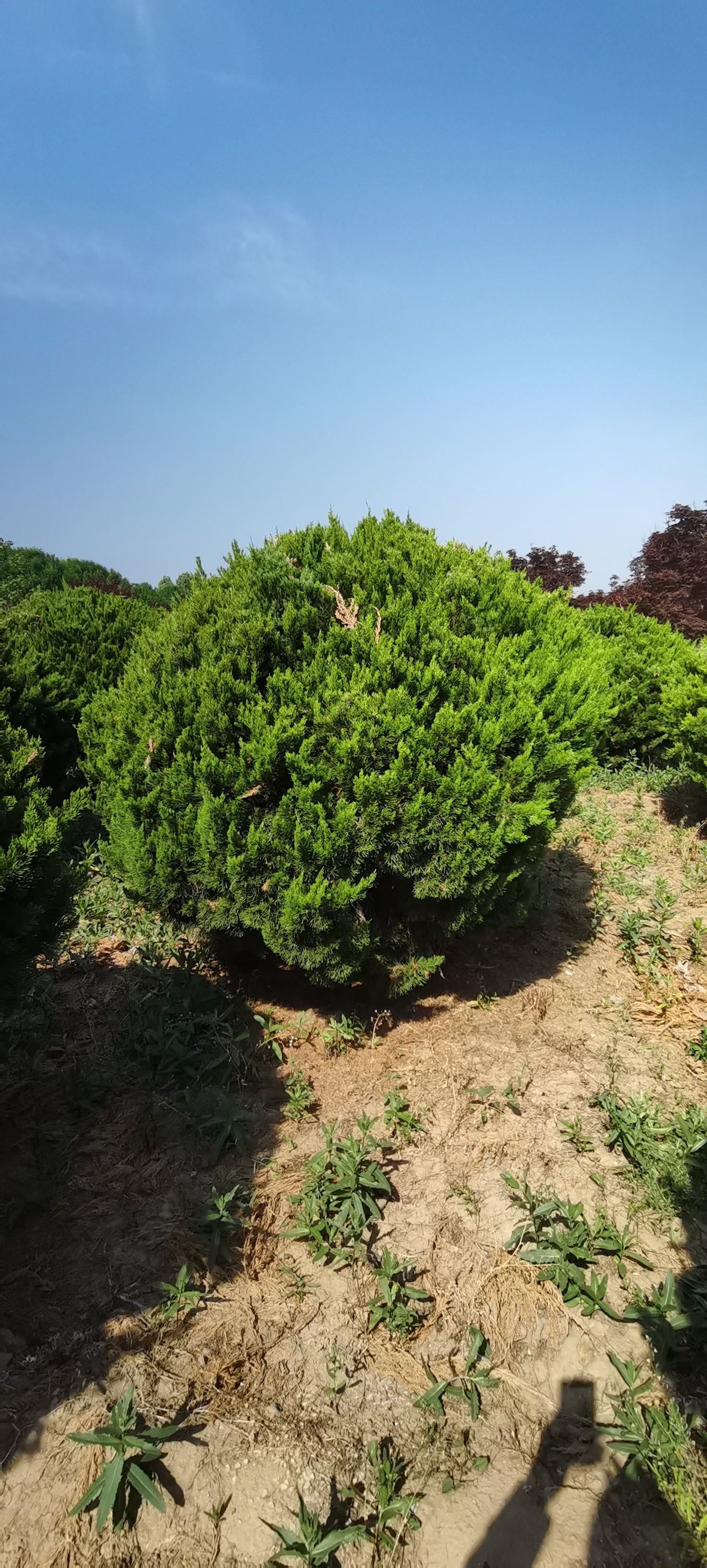 龙柏球是一种通过特定修剪和培育技术形成的观赏植物,它源自小乔木