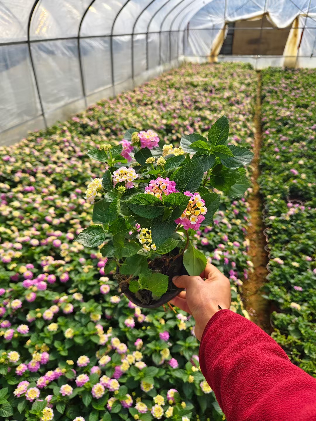 别名包括马缨丹五彩花臭草臭金凤等属于马鞭草科马缨丹属的常绿