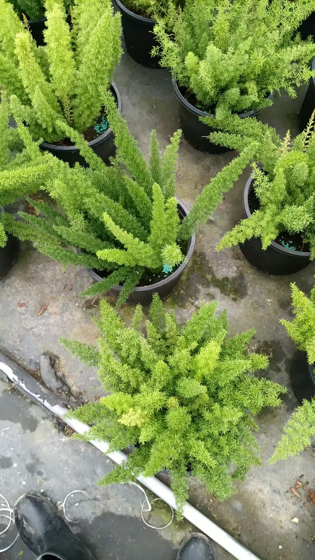 狐尾天门冬(asparagus densiflorus myersii)是一种来自南非的