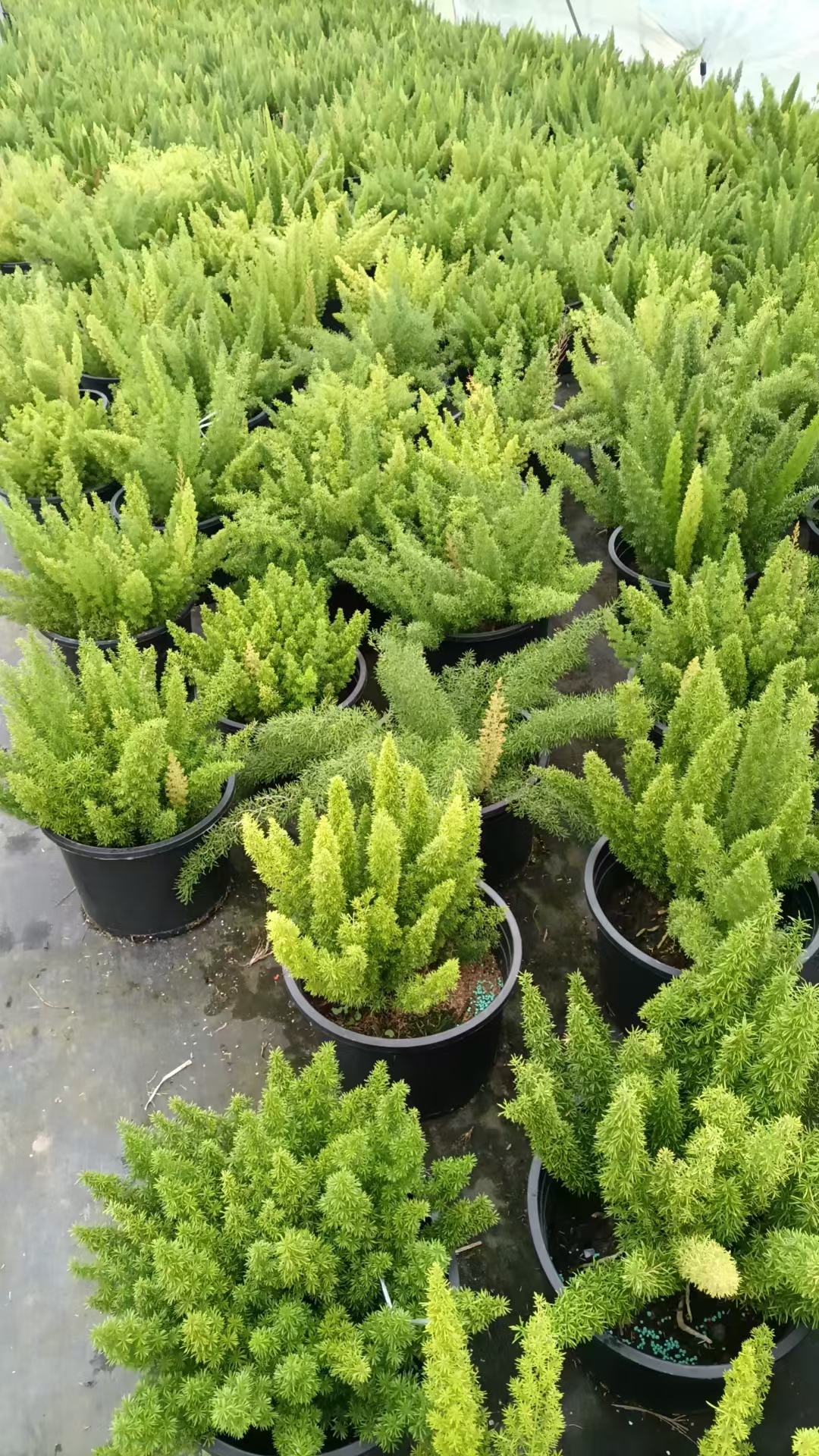 狐尾天门冬(asparagus densiflorus myersii)是一种来自南非的