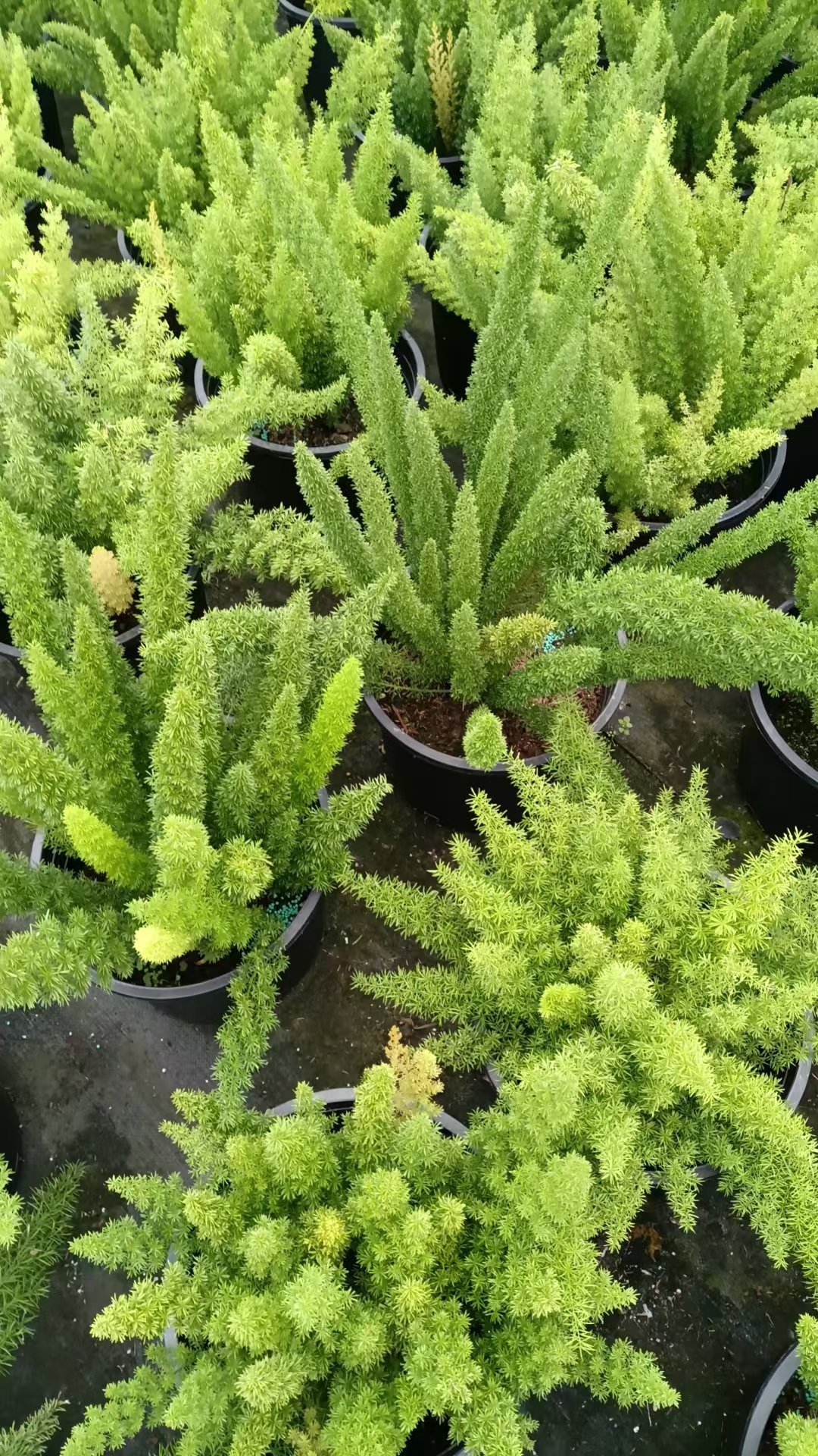 狐尾天门冬(asparagus densiflorus myersii)是一种来自南非的