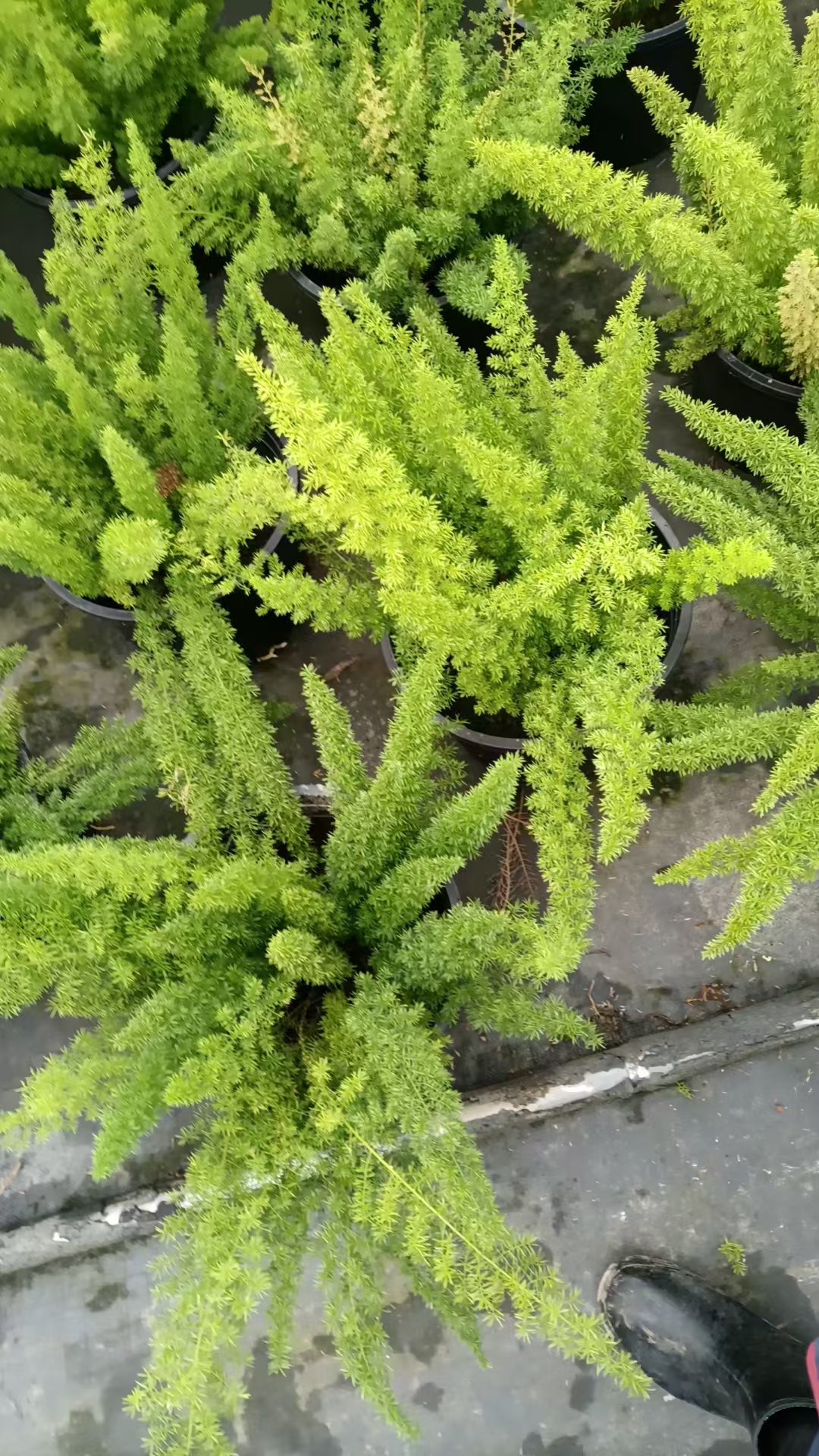 狐尾天门冬(asparagus densiflorus myersii)是一种来自南非的