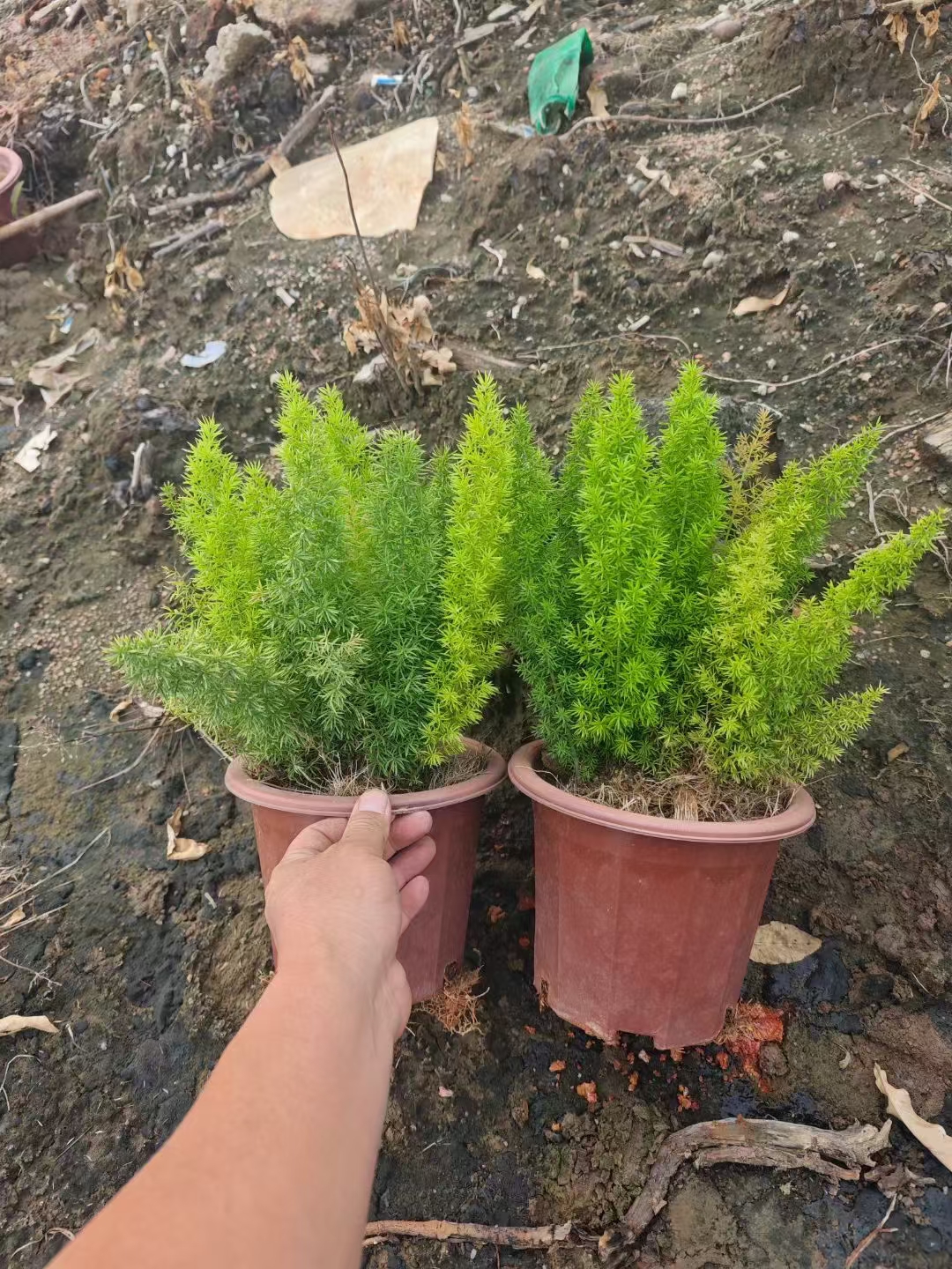 狐尾天门冬(asparagus densiflorus myersii)是一种来自南非的