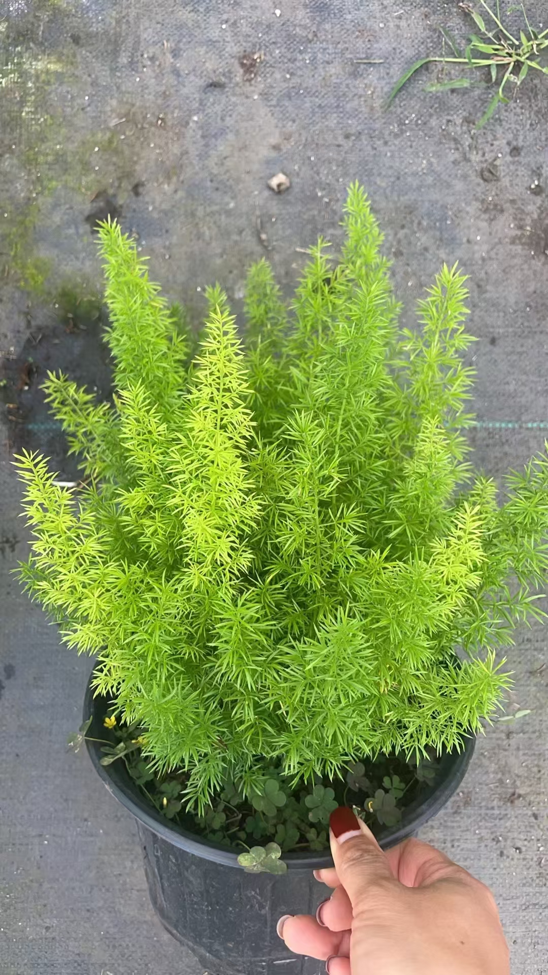 狐尾天门冬(asparagus densiflorus myersii)是一种来自南非的