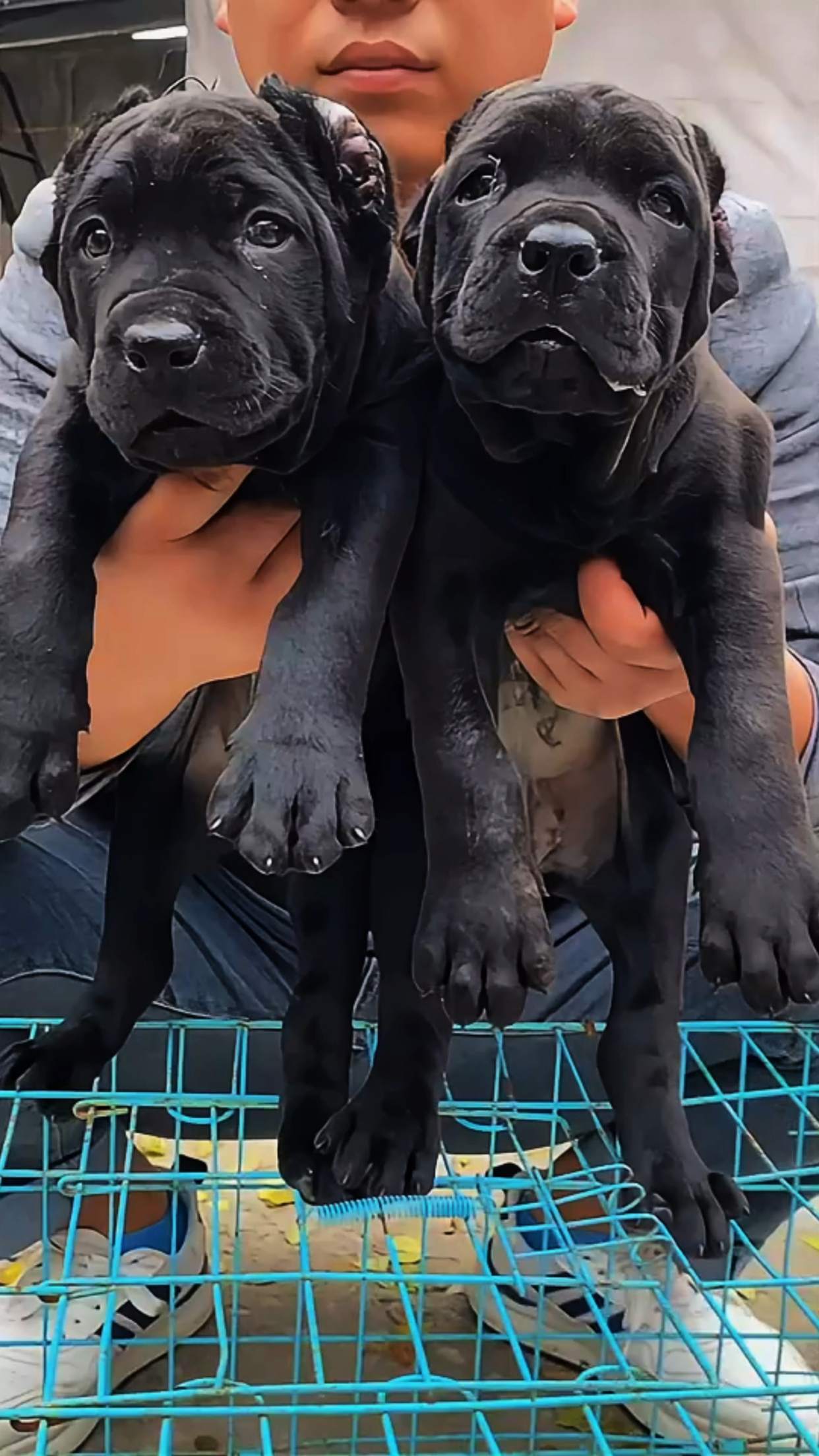 纯黑色无胸花卡斯罗幼犬