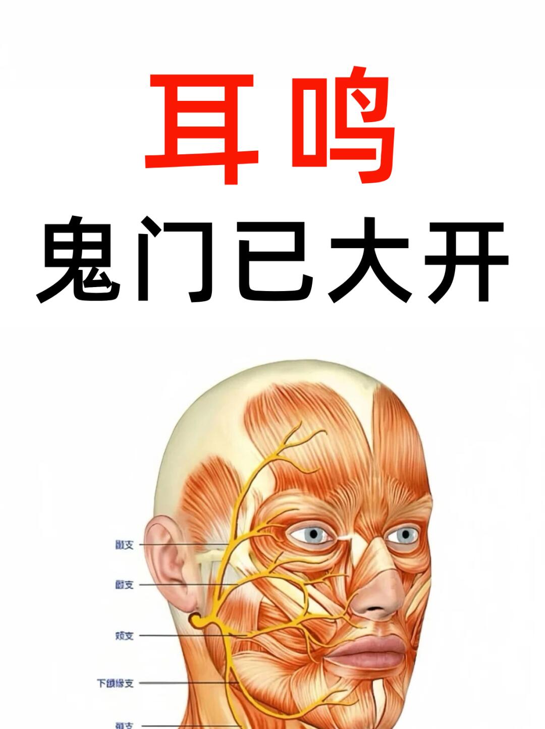 耳鸣其实很简单