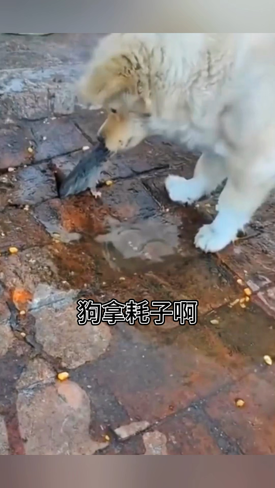 狗拿耗子,你多管闲事