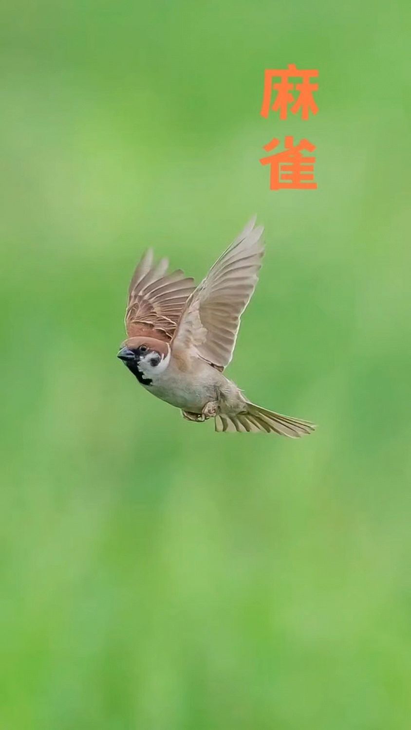 麻雀 你猜我有多少个小伙伴