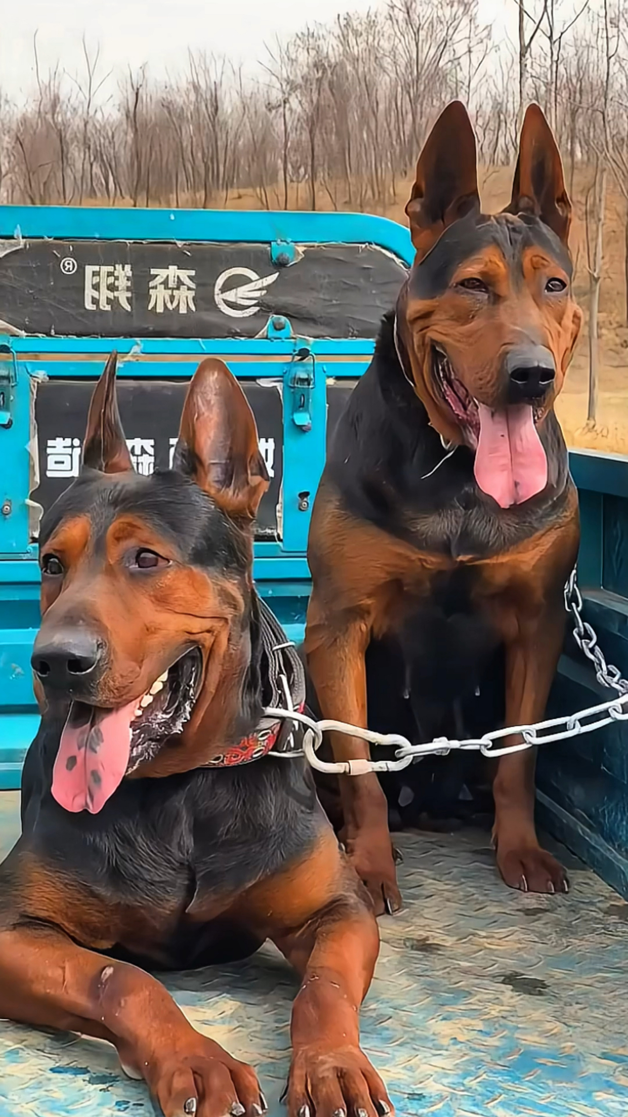 莱州红犬看家护院