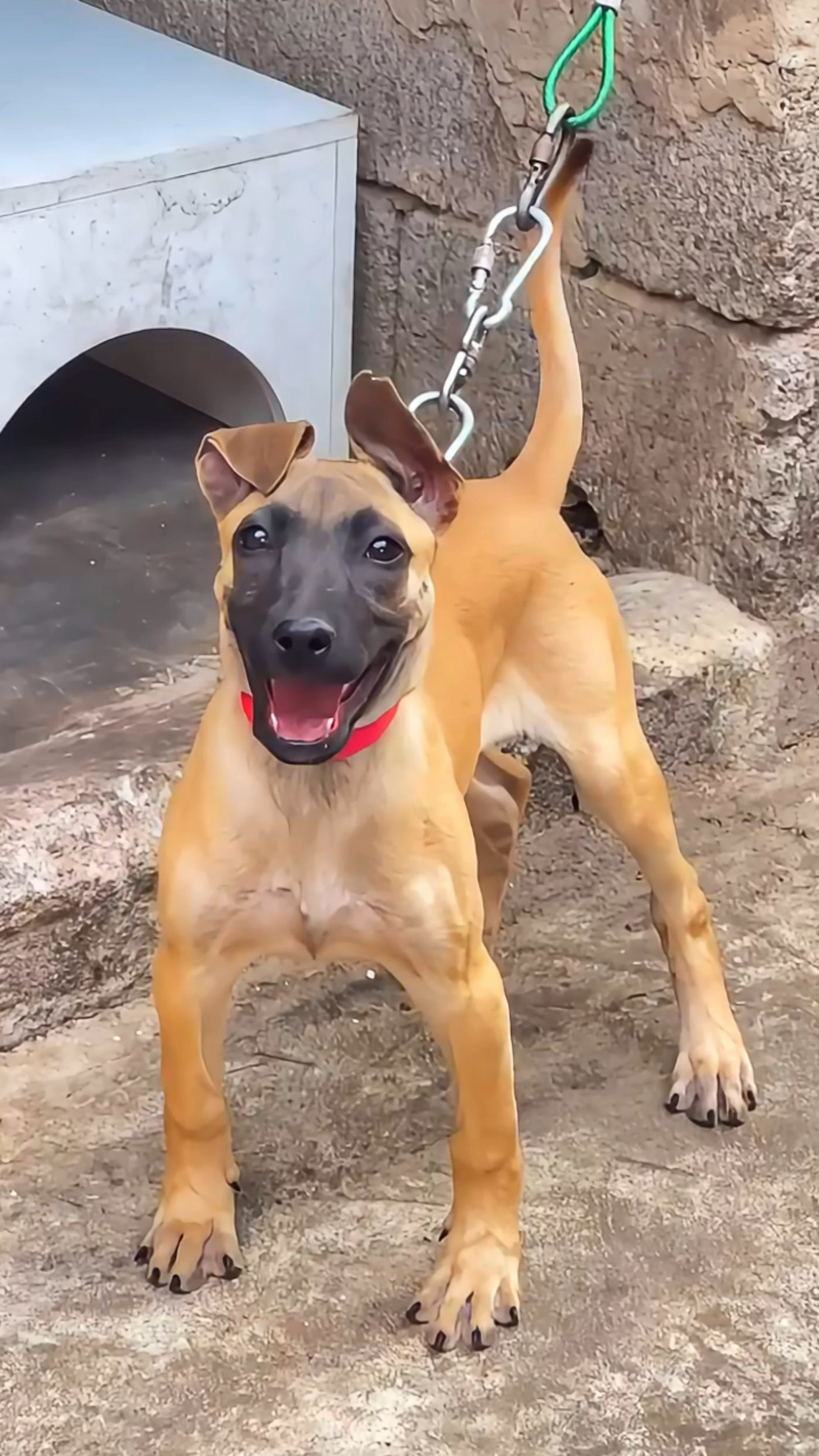 为什么马犬不合适家养