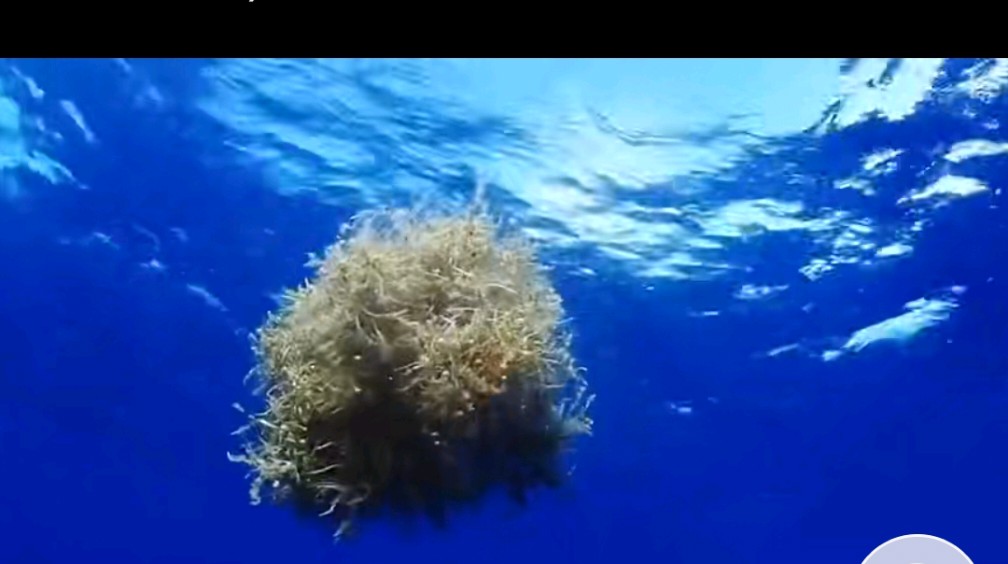 《马尾藻海:神秘恐怖,海船有去无回之谜》