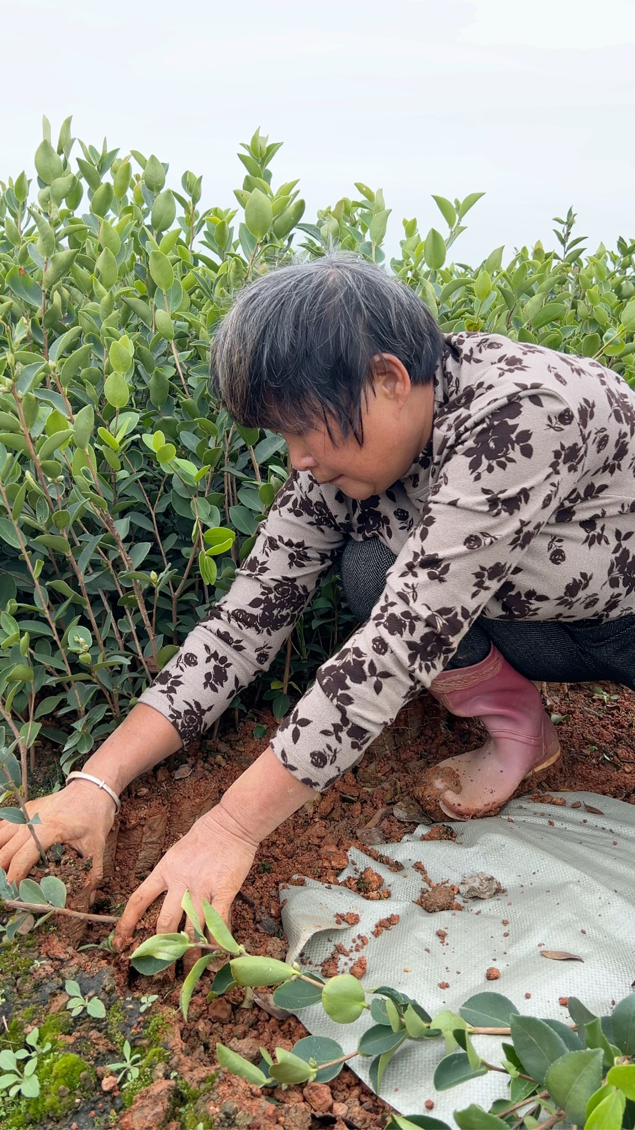 丰城白土镇油茶苗基地图片