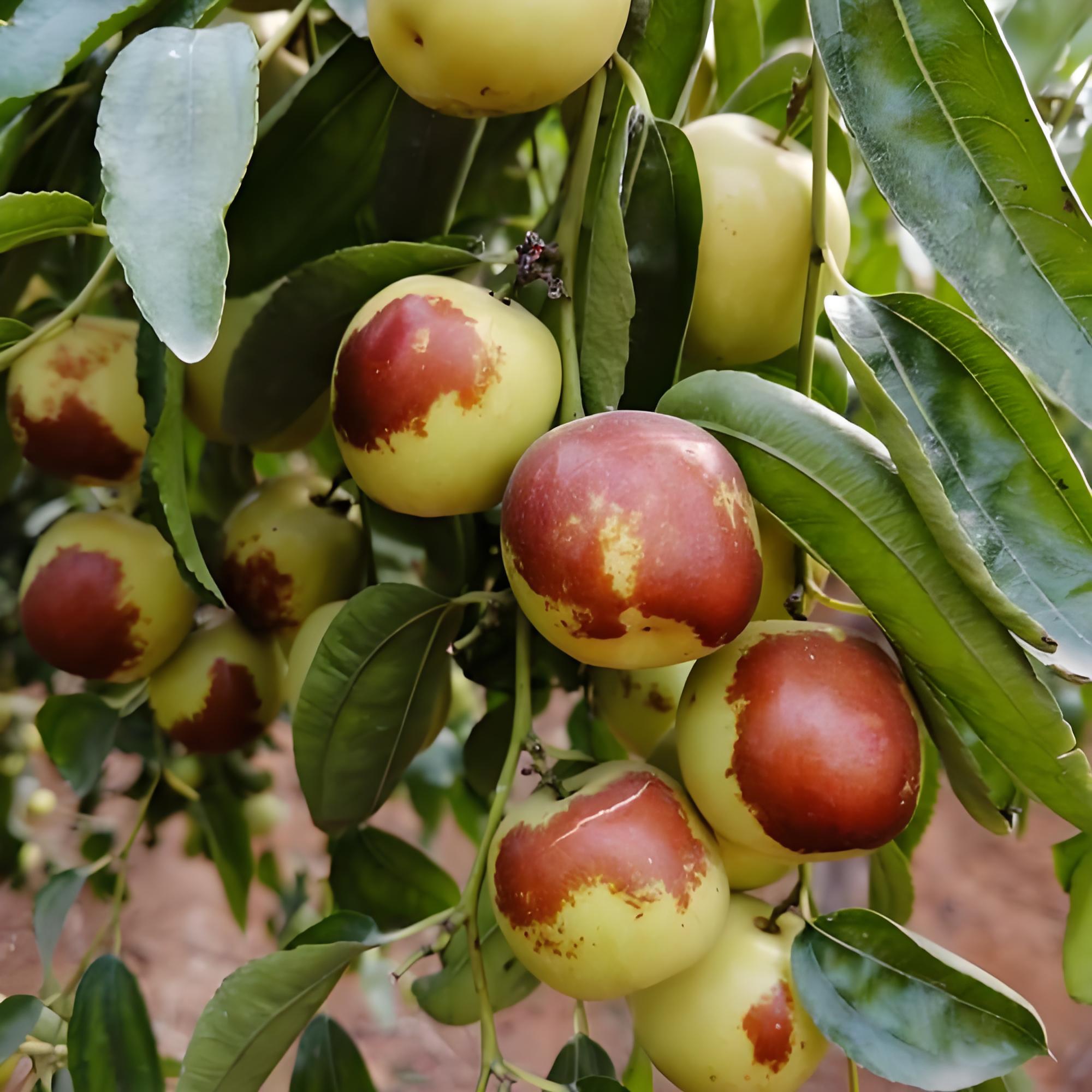 冬枣为什么叫冬枣