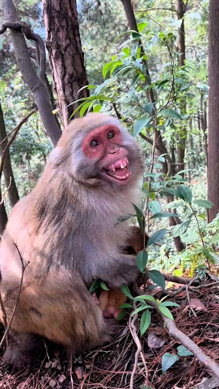 一把年纪生了一只小猴笑得开心.