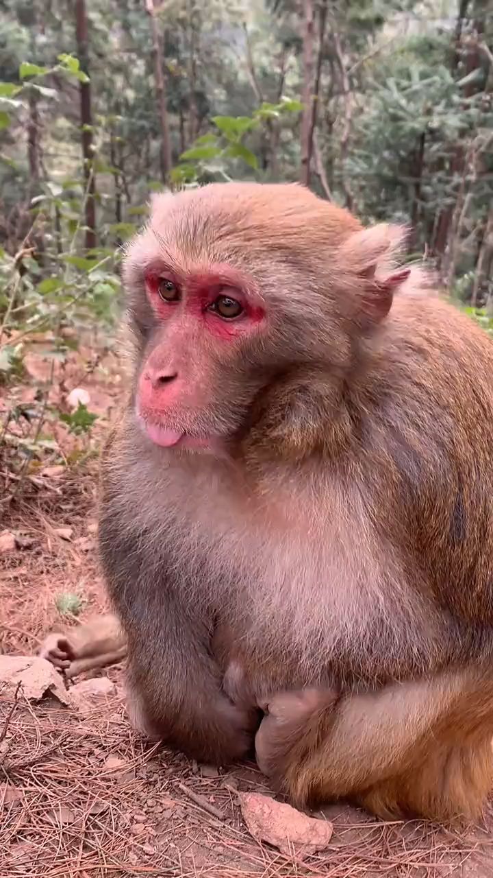 爱吐舌头的大公猴