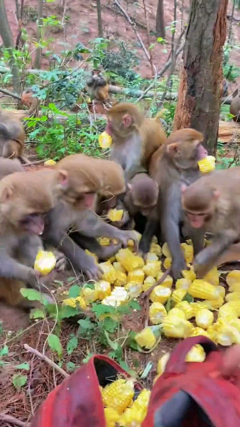 猴子现场搬包谷
