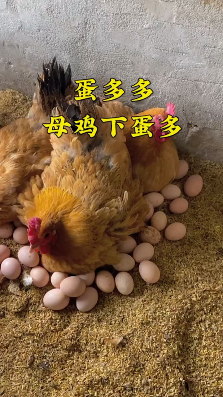 母鸡下蛋就是多啊