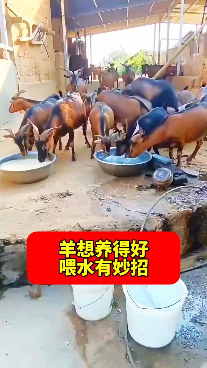 大笨钟养羊图片