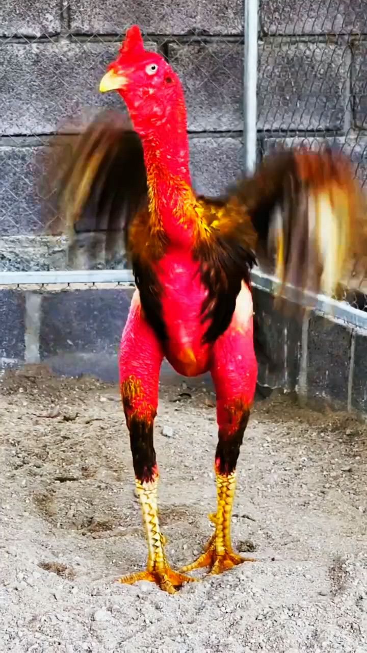 斗鸡鱼油喂了就是好