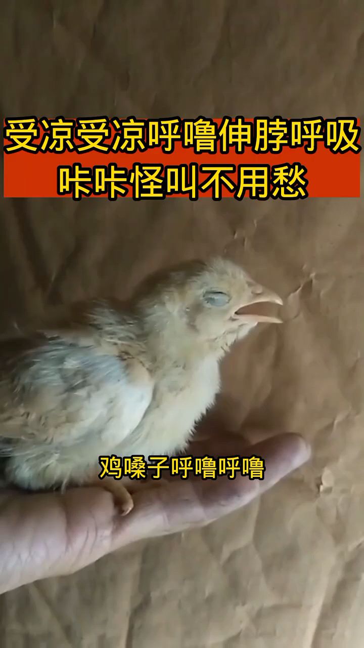 鸡受凉受冻呼吸道问题多
