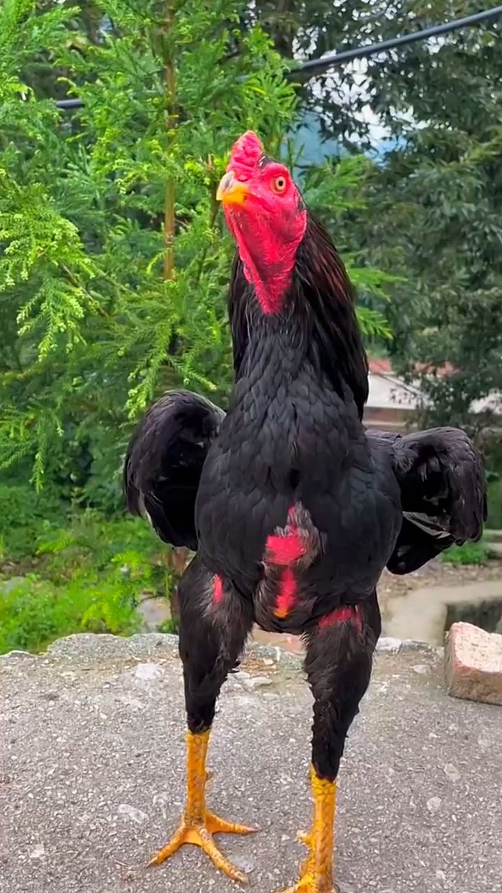 斗鸡怎么喂巅峰状态好