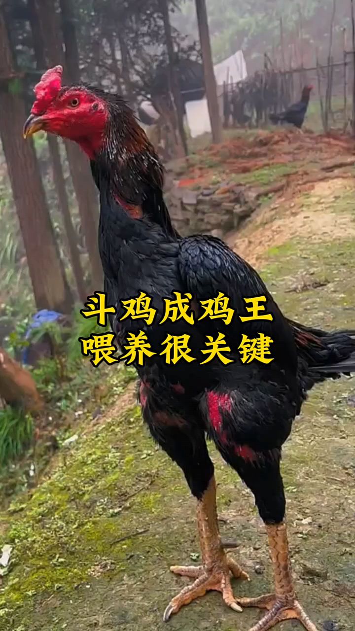 斗鸡中文版图片