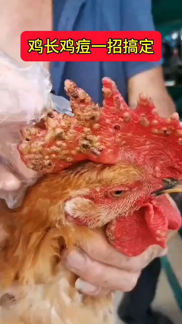 鸡长了很多鸡痘怎么办?