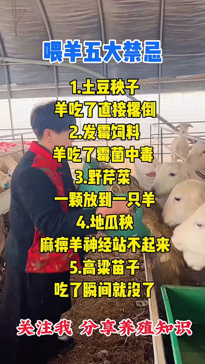 养羊八禁忌图片