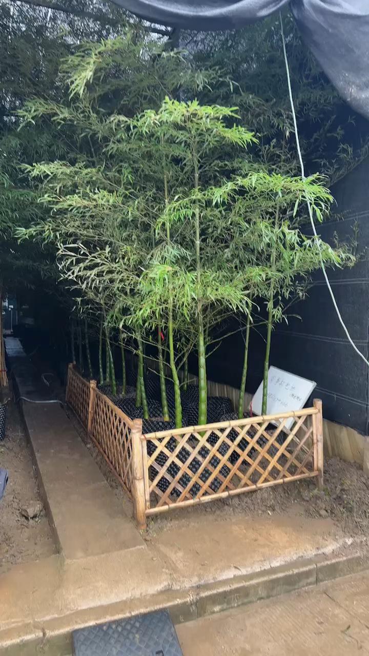 龙鳞竹适合高档别墅栽种观赏,耐寒性好