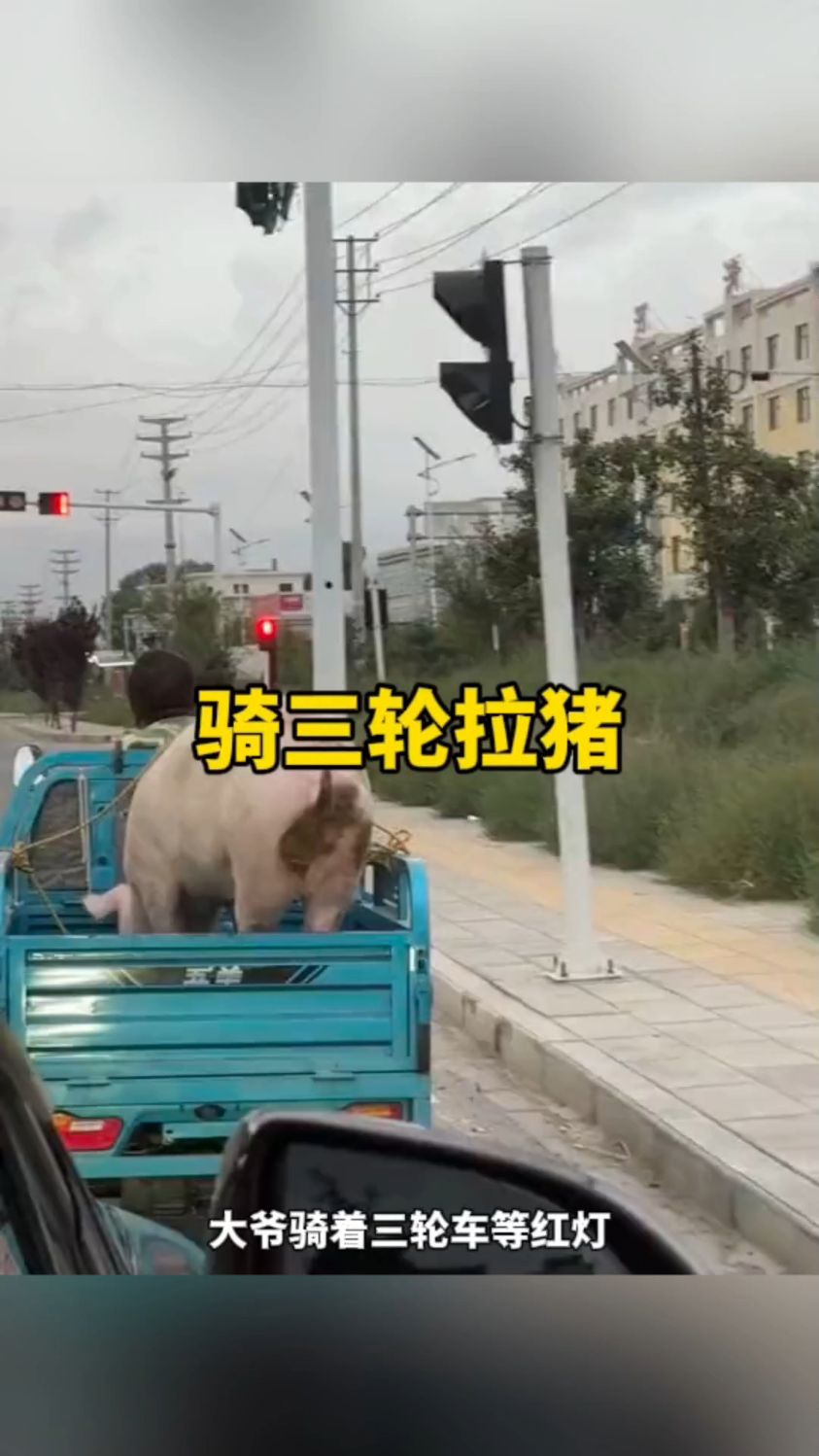 大爷骑着三轮车拉猪