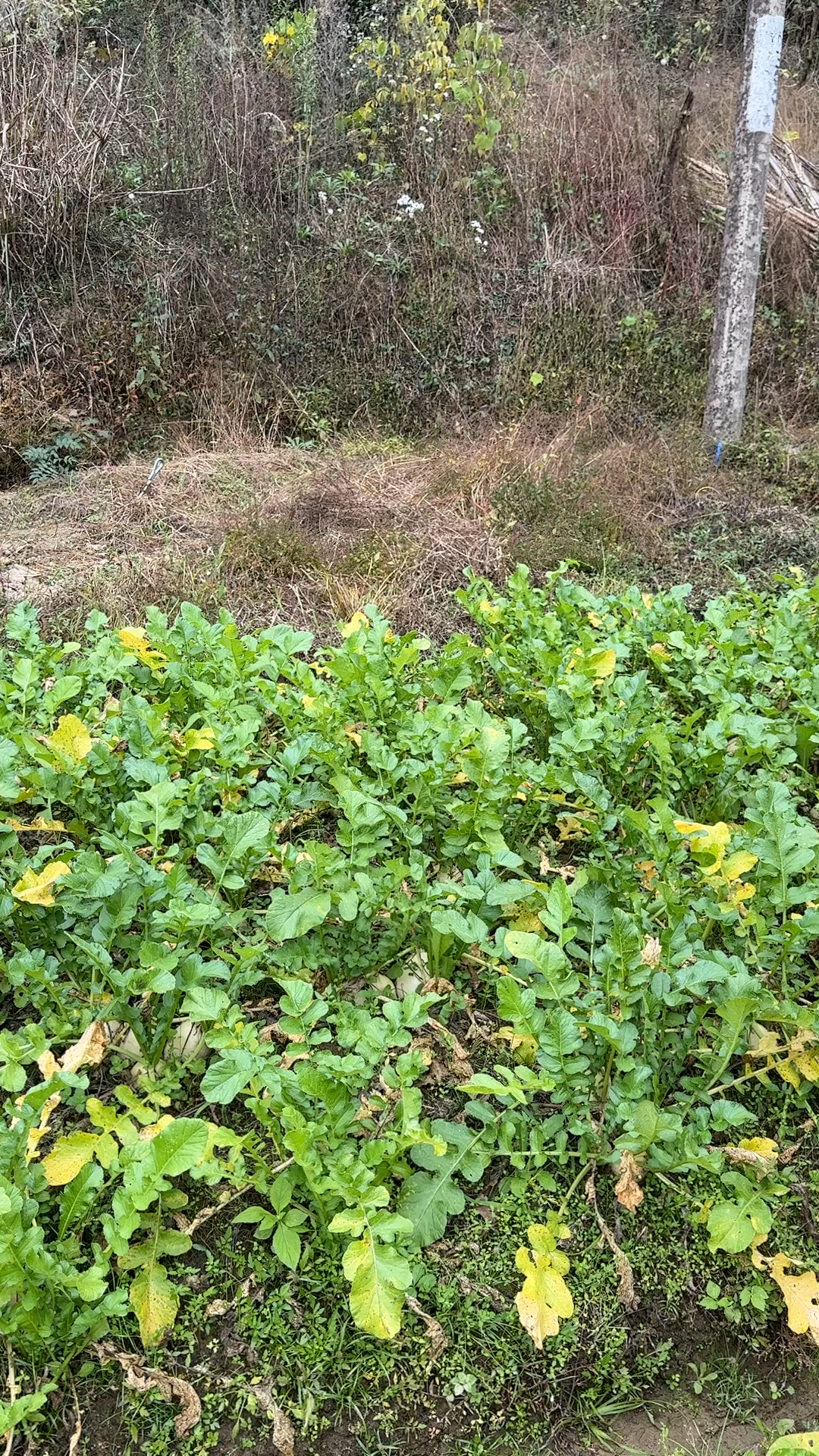好大的一片萝卜地啊