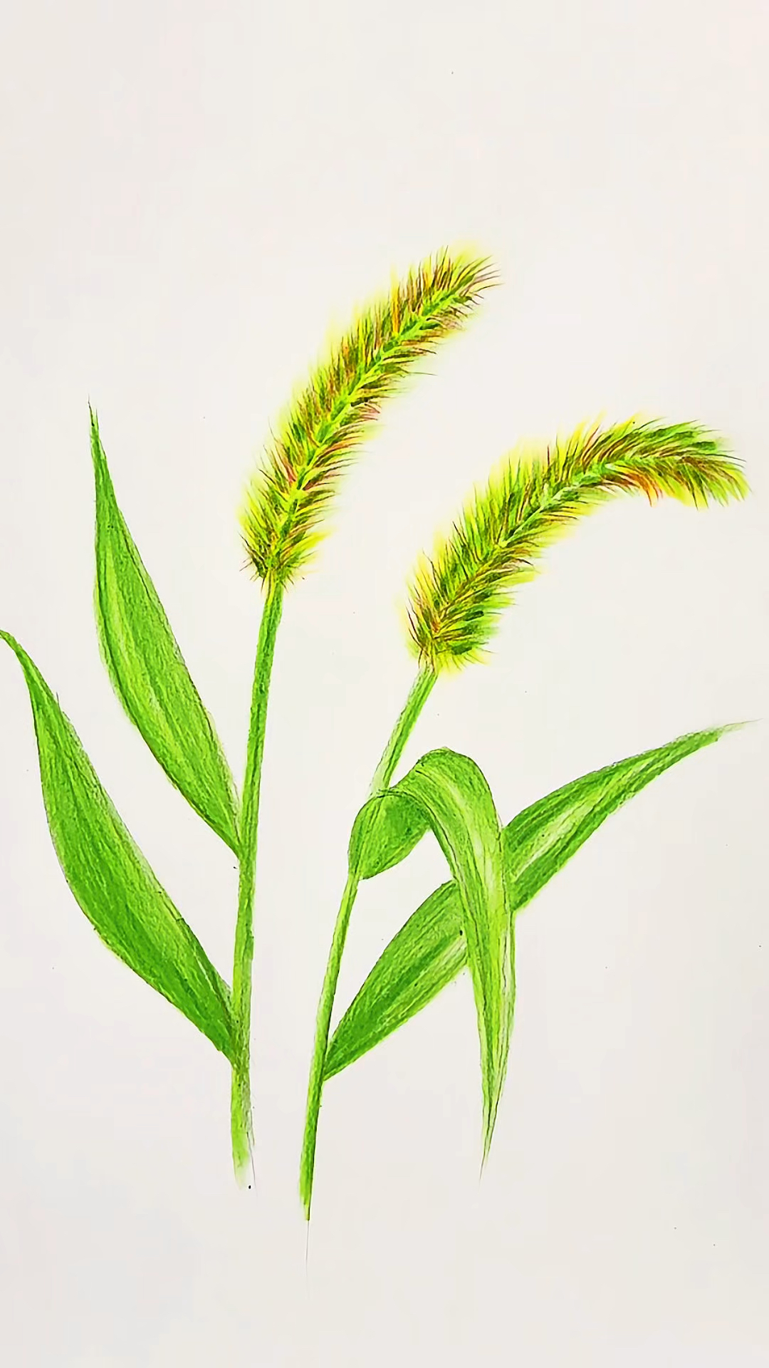 今天画狗尾巴草!