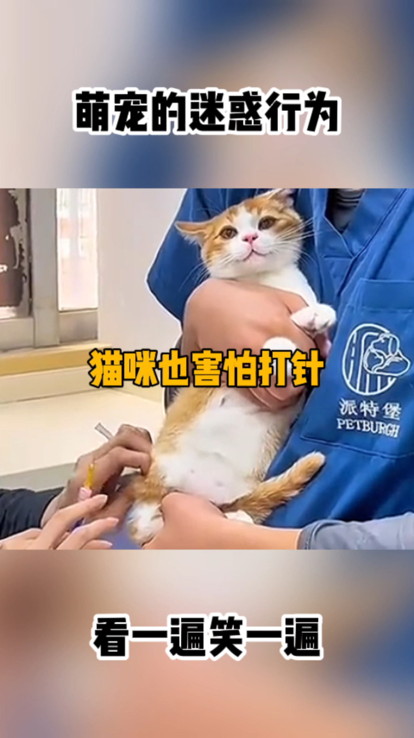 猫肌肉打针部位图解图片